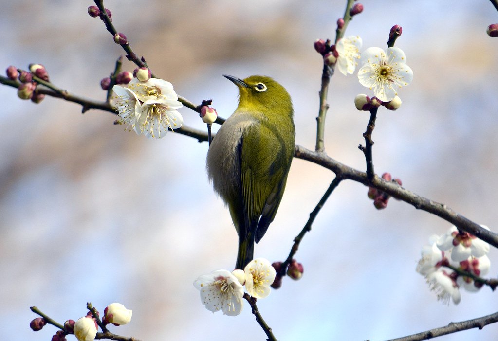 🌸 코젠 공원(荒山公園) 이미지 7